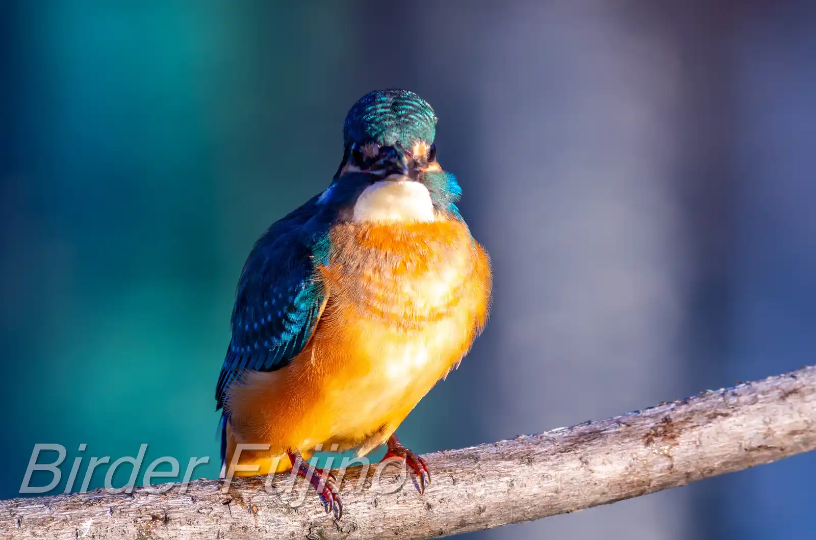 BORG60EDで撮影した野鳥・カワセミの写真画像