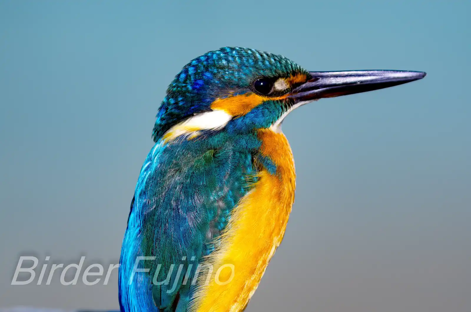 BORG125SDで撮影した野鳥・カワセミの写真画像