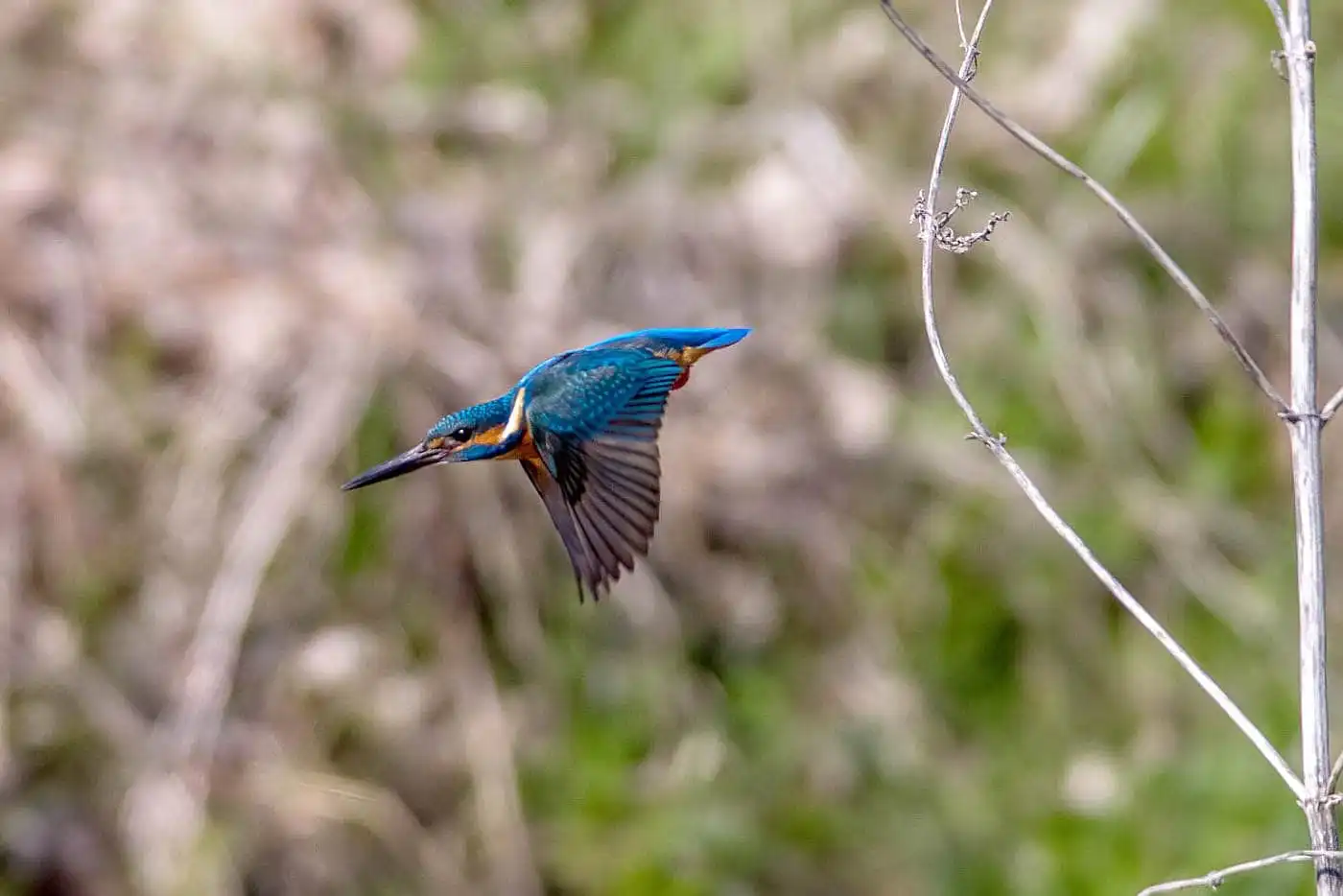 AFボーグ BORG71FLで撮影した野鳥・カワセミの写真画像