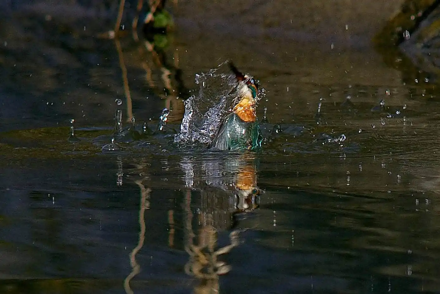 SMC-PENTAX500mmF4.5で撮影した野鳥・カワセミの写真画像