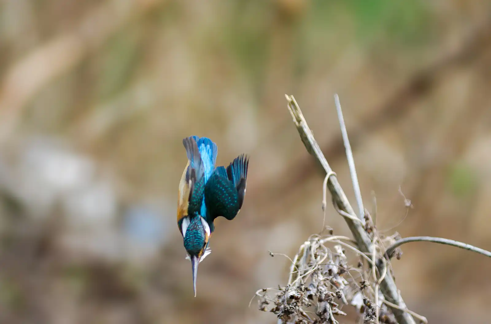 BORG125SDで撮影した野鳥・カワセミの写真画像