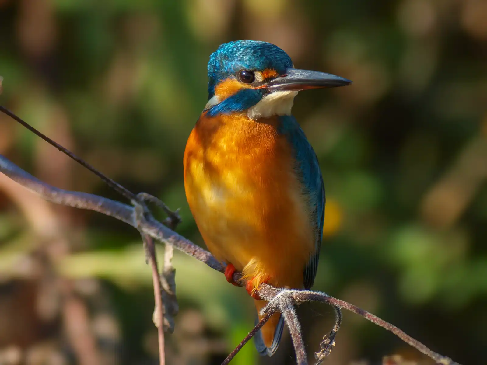 BORG101EDで撮影した野鳥・カワセミの写真画像