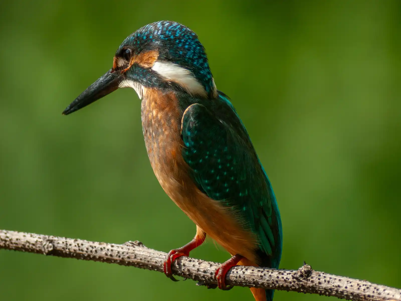 BORG77EDⅡで撮影した野鳥・カワセミの写真画像