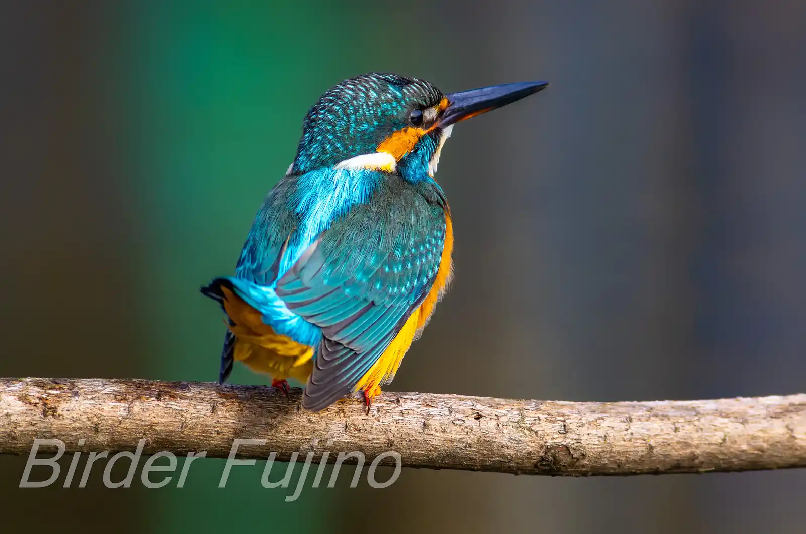 AFボーグ 60EDで撮影した野鳥・カワセミの写真画像
