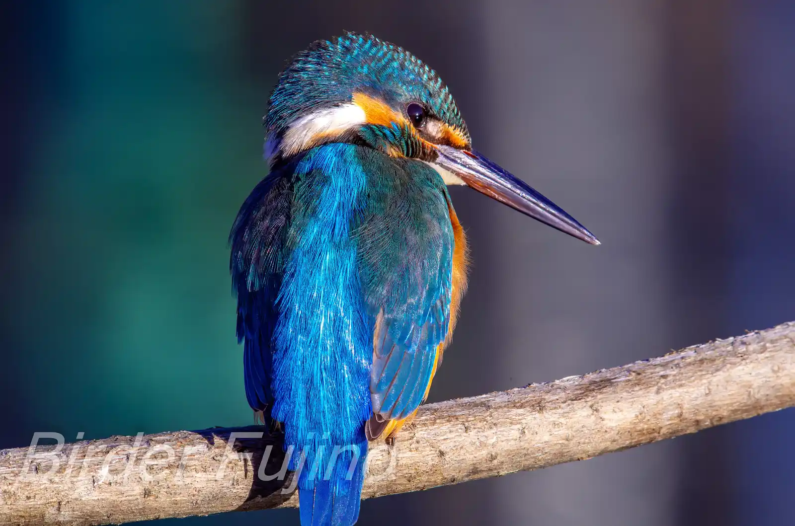 AFボーグ BORG71FLで撮影した野鳥・カワセミの写真画像