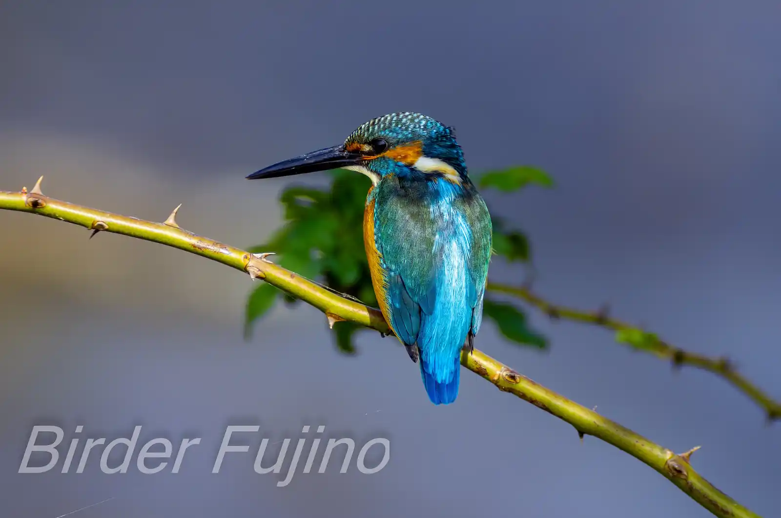 CAPRI-80EDで撮影した野鳥・カワセミの写真画像