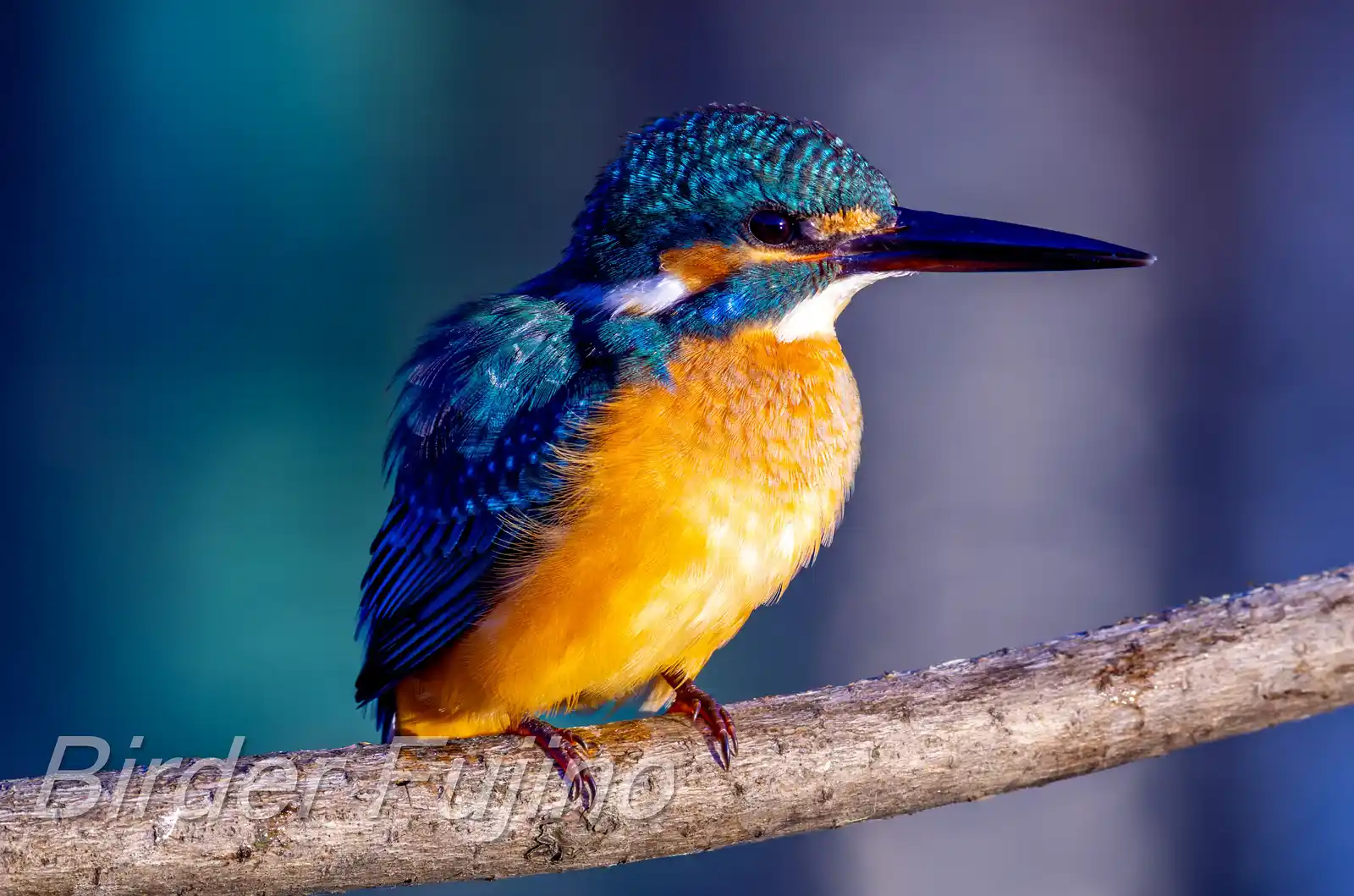 AFボーグ BORG71FLで撮影した野鳥・カワセミの写真画像