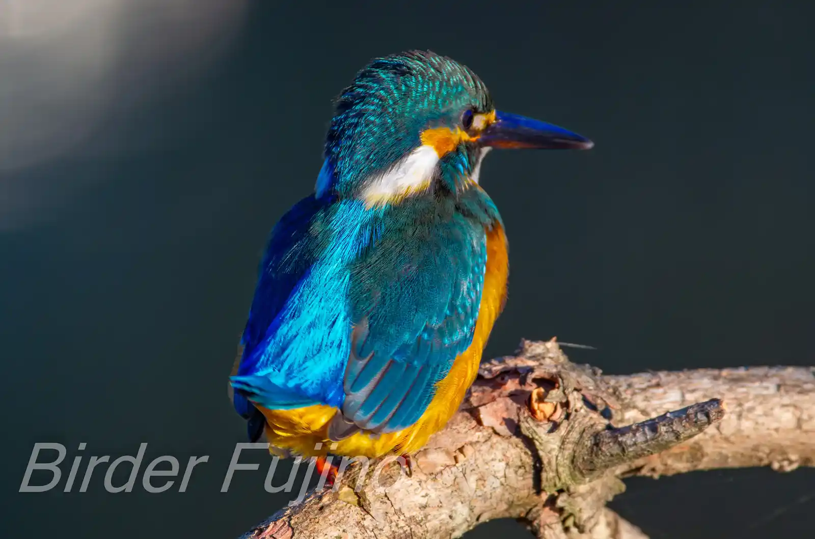 AFボーグ BORG71FLで撮影した野鳥・カワセミの写真画像