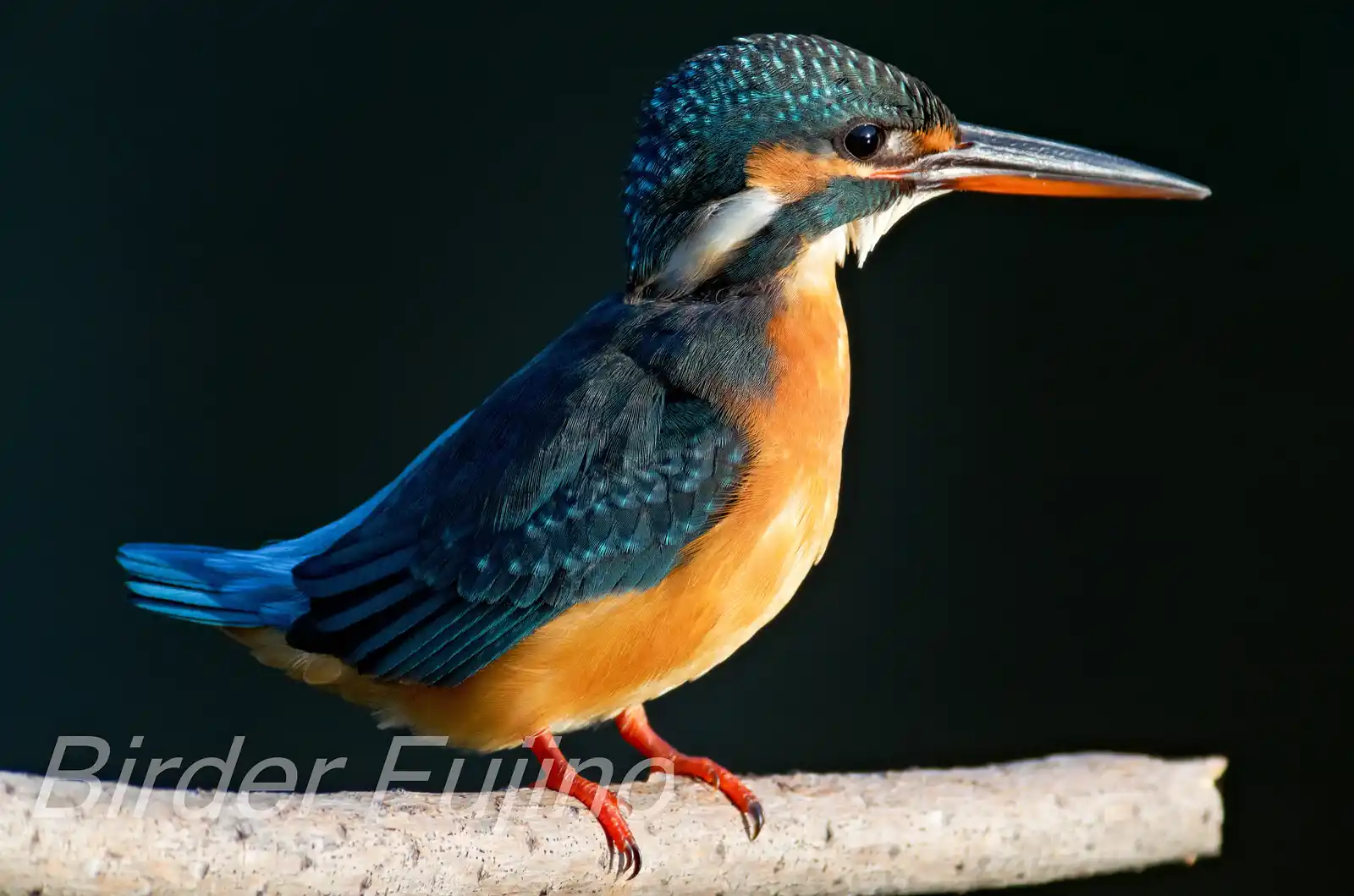 AFボーグ BORG77EDⅡで撮影した野鳥・カワセミの写真画像