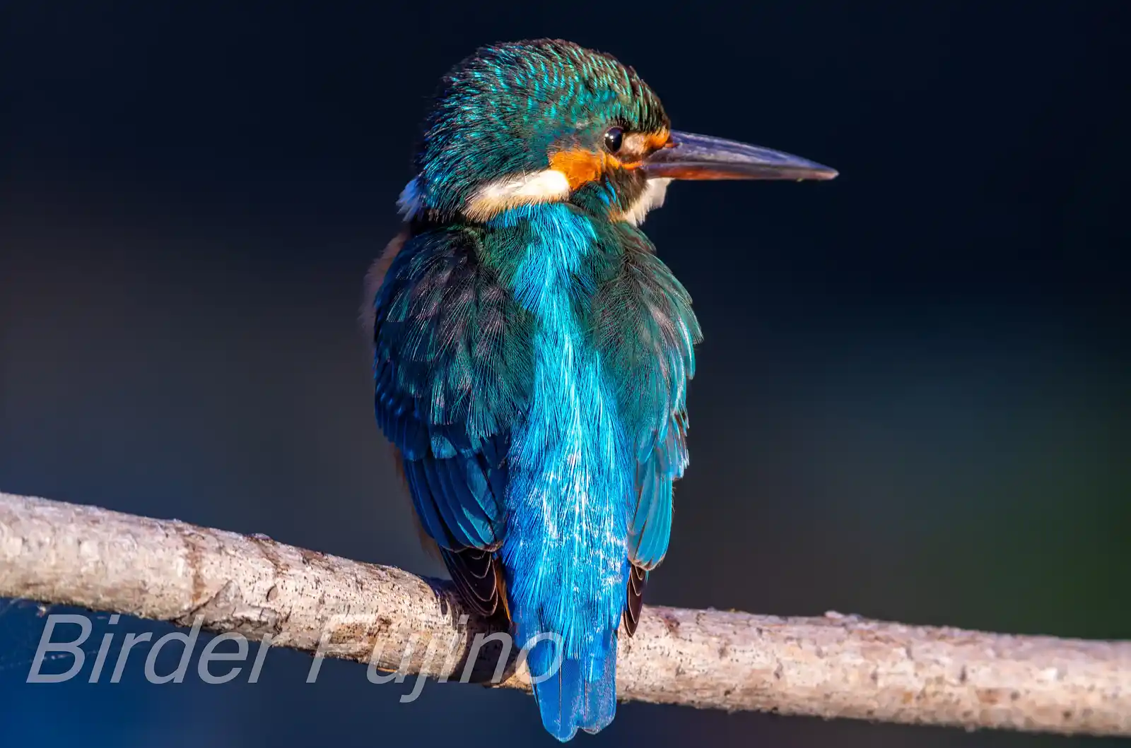 AFボーグ BORG71FLで撮影した野鳥・カワセミの写真画像