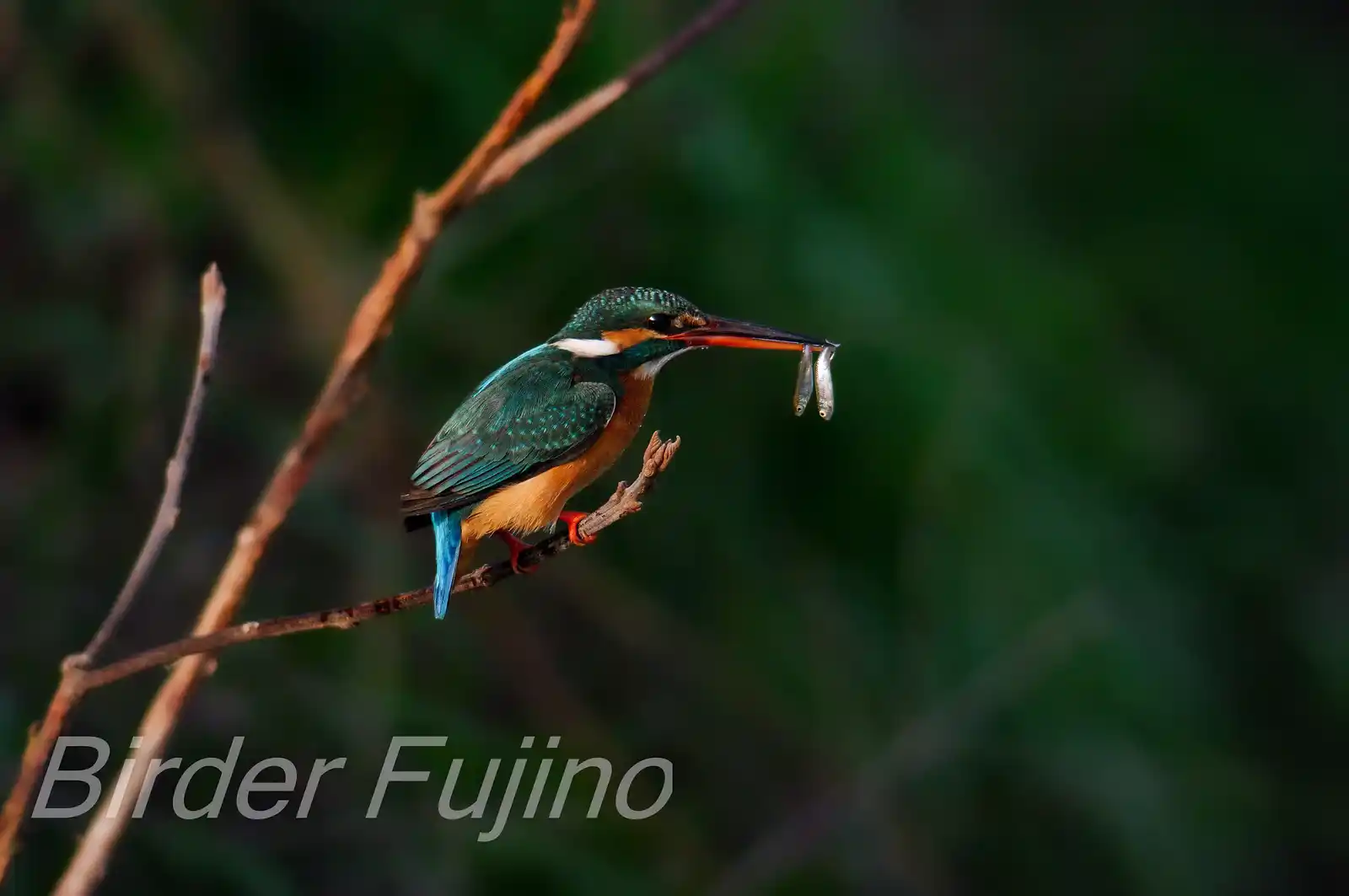 AFボーグ BORG101EDで撮影した野鳥・カワセミの写真画像