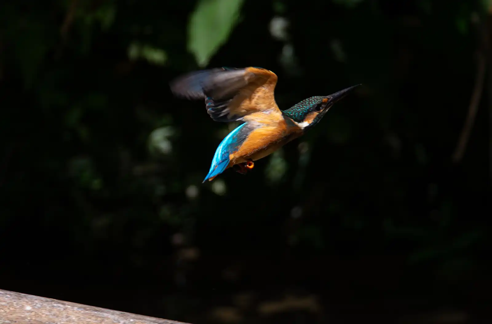 AFボーグ BORG71FLで撮影した野鳥・カワセミの写真画像