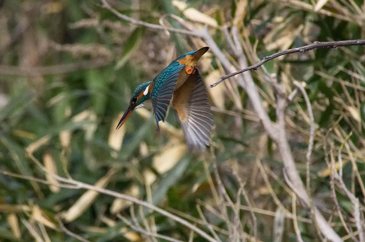 Tokina AT-X SD 300mm F2.8で撮影した野鳥・カワセミの写真画像
