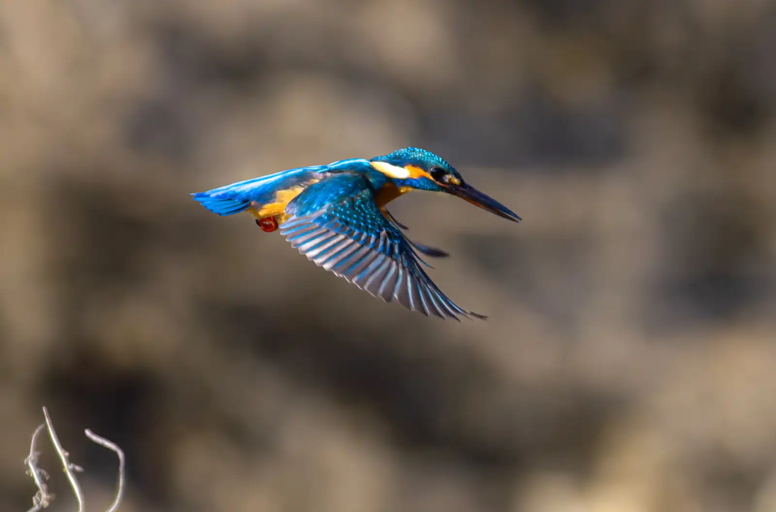 AFボーグ BORG90FLで撮影した野鳥・カワセミの写真画像