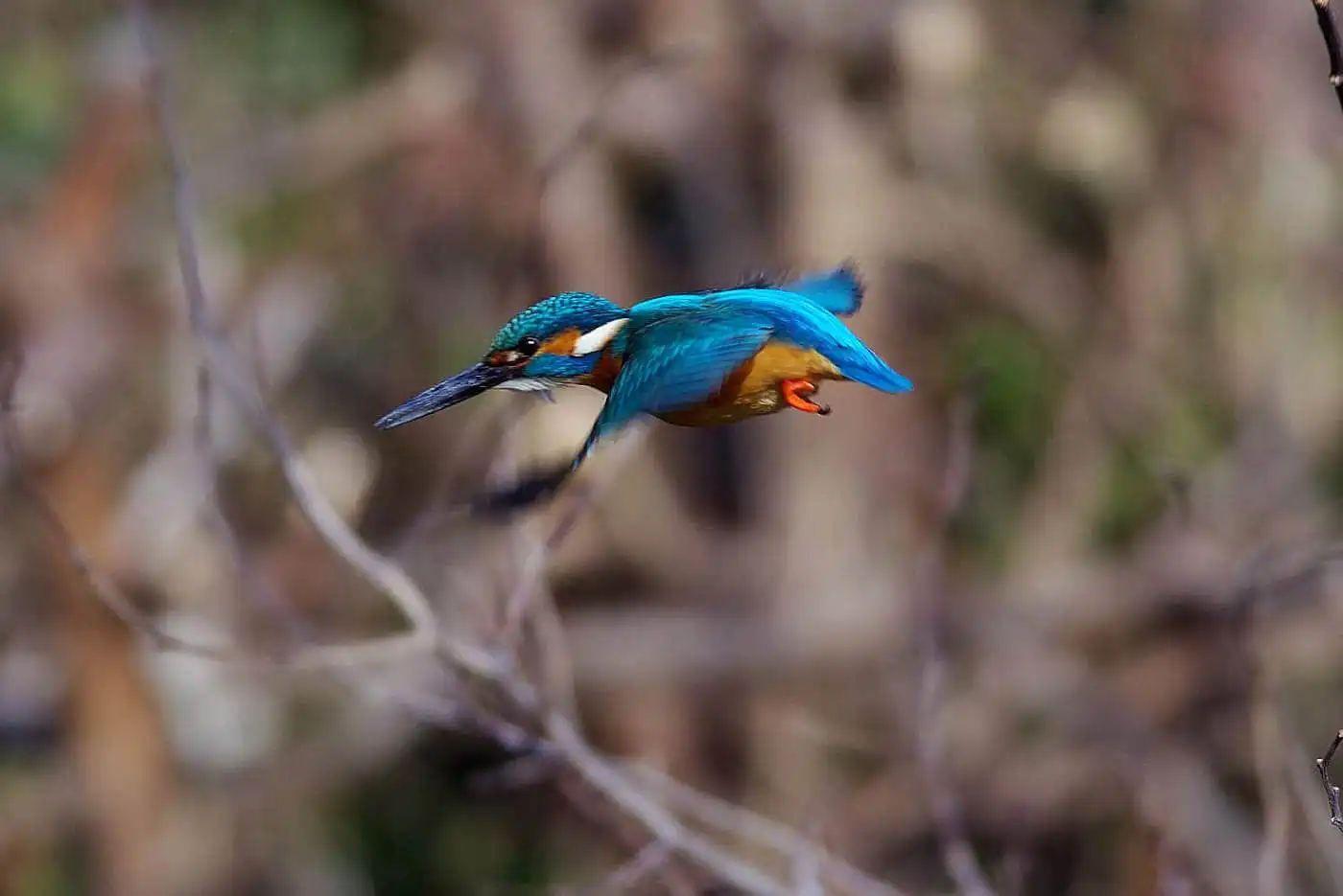 AFボーグ BORG71FLで撮影した野鳥・カワセミの写真画像