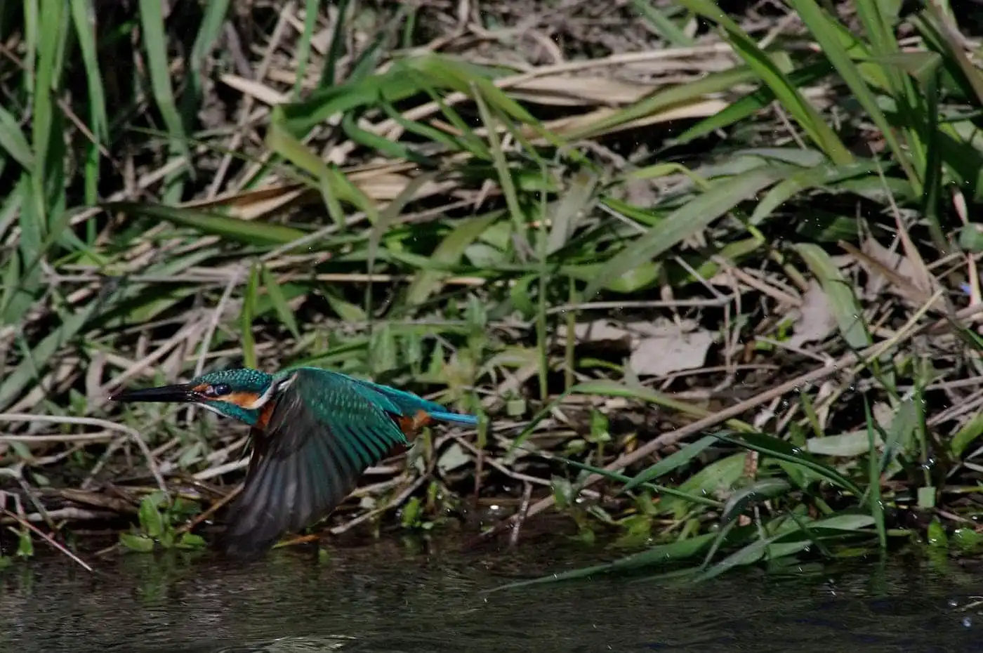 Tokina AT-X SD 300mm F2.8で撮影した野鳥・カワセミの写真画像