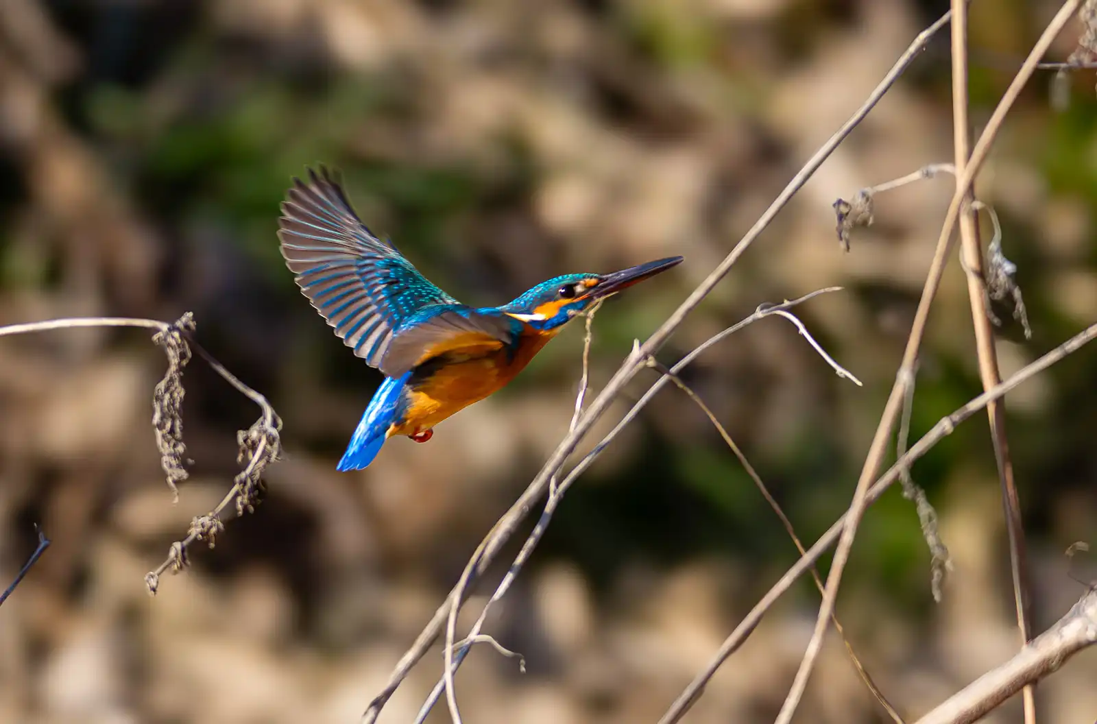 AFボーグ BORG90FLで撮影した野鳥・カワセミの写真画像