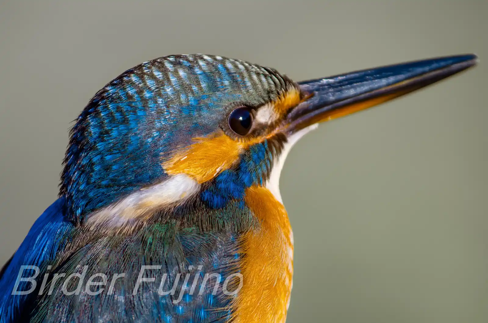 BORG125SDで撮影した野鳥・カワセミの写真画像