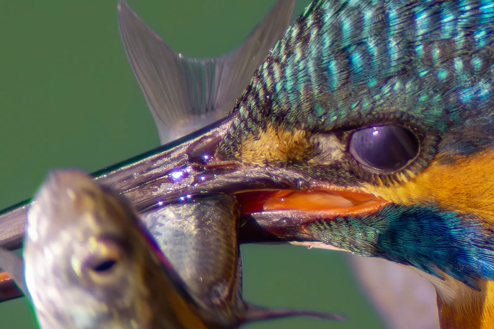 野鳥・カワセミの大きな獲物の写真画像