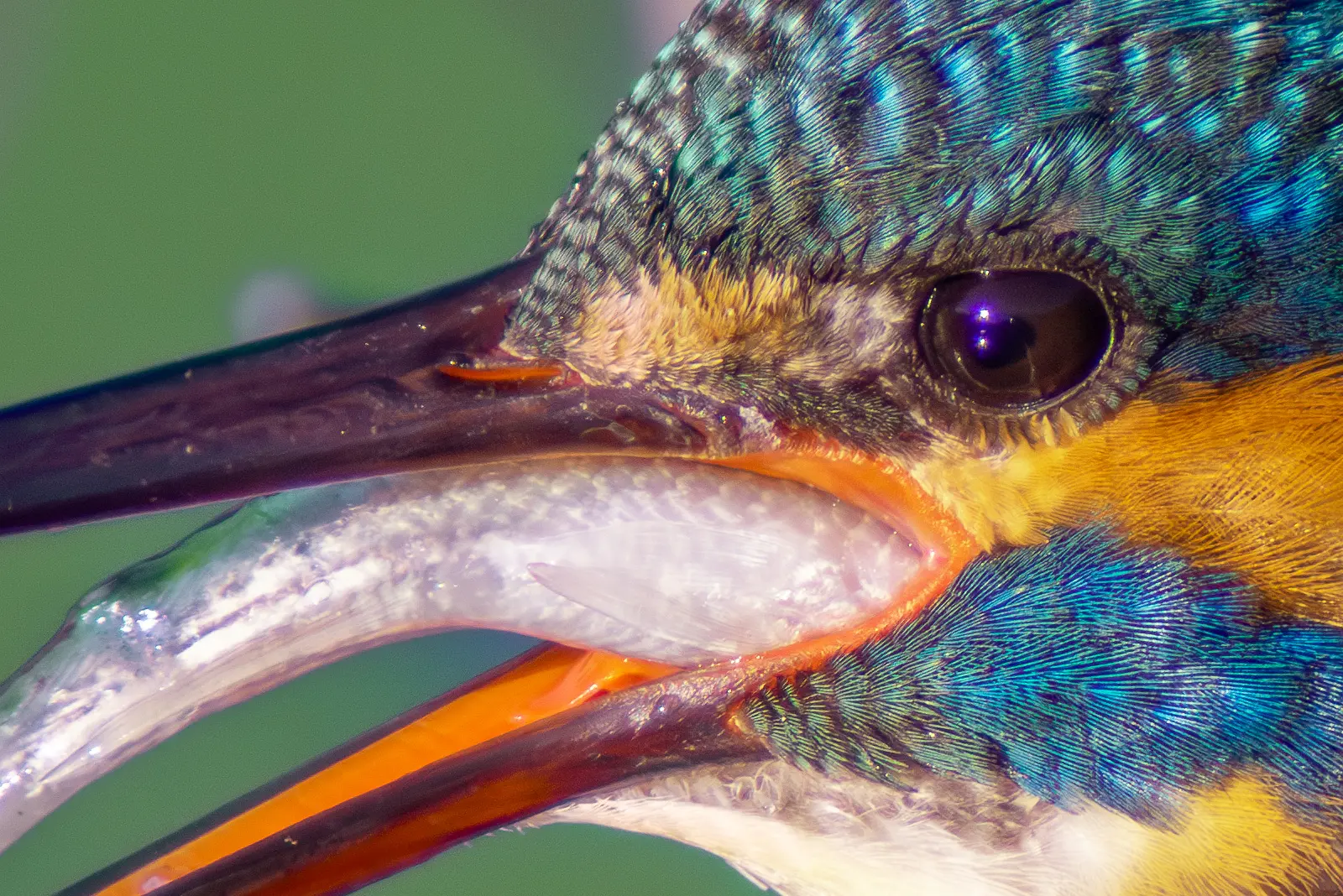 野鳥・カワセミの魚を飲み込むシーンの写真画像