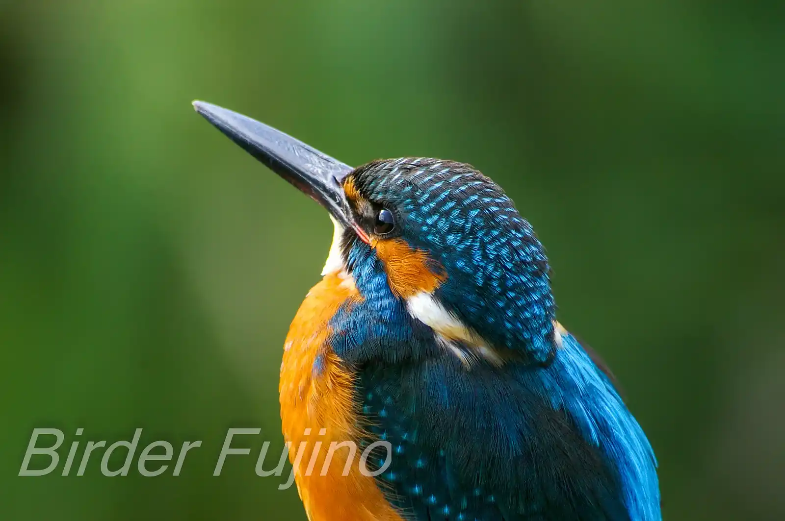 BORG101EDで撮影した野鳥・カワセミのドアップ写真画像