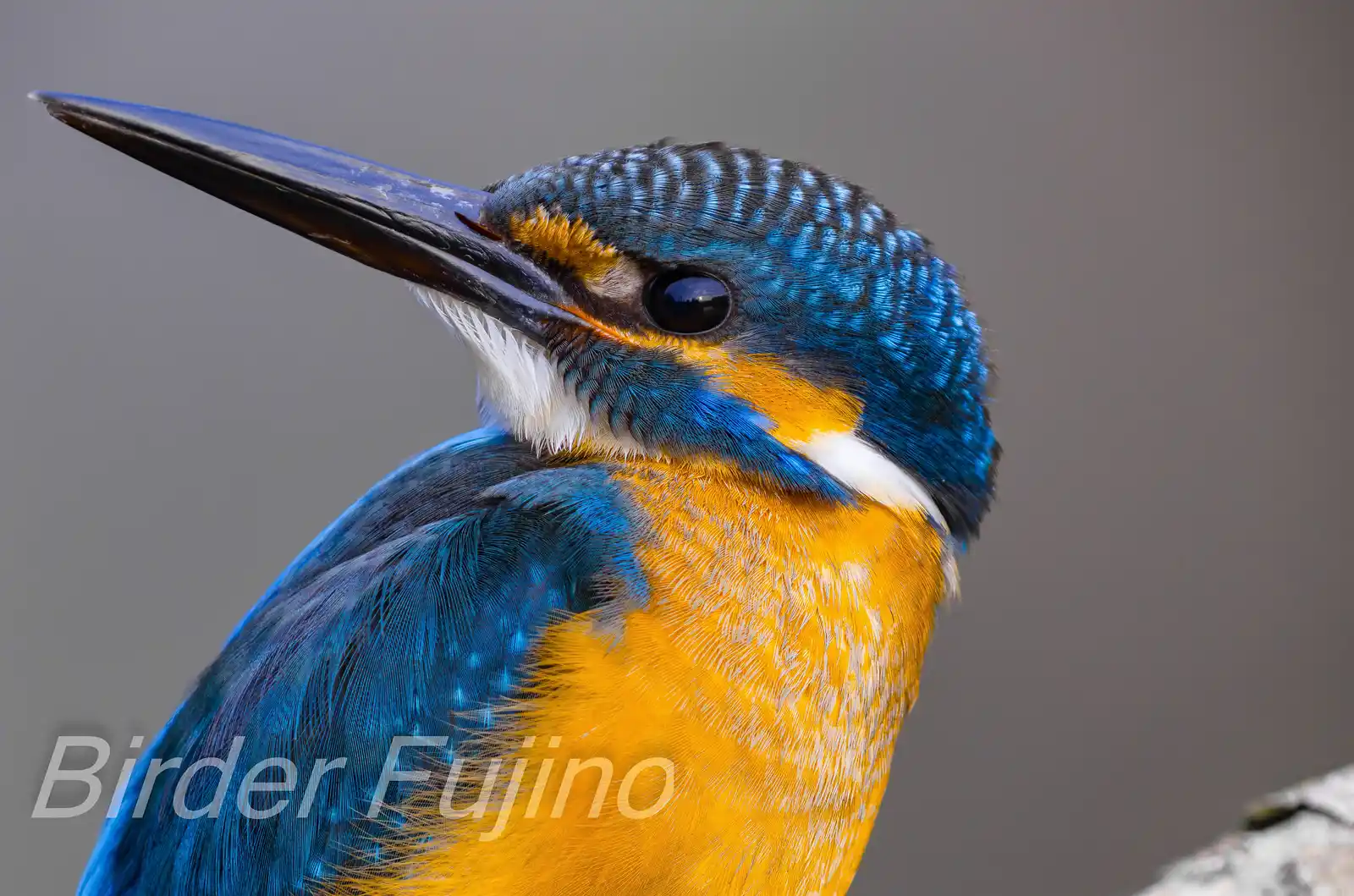 BORG125SDで撮影した野鳥・カワセミの高解像ドアップ写真画像