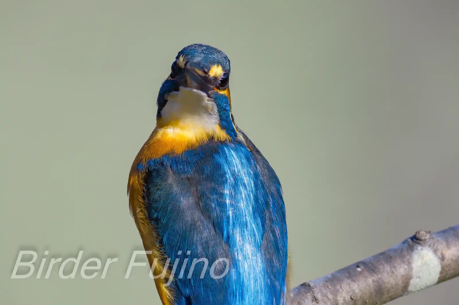 天体望遠鏡BORGで撮影した野鳥・カワセミの高解像写真画像