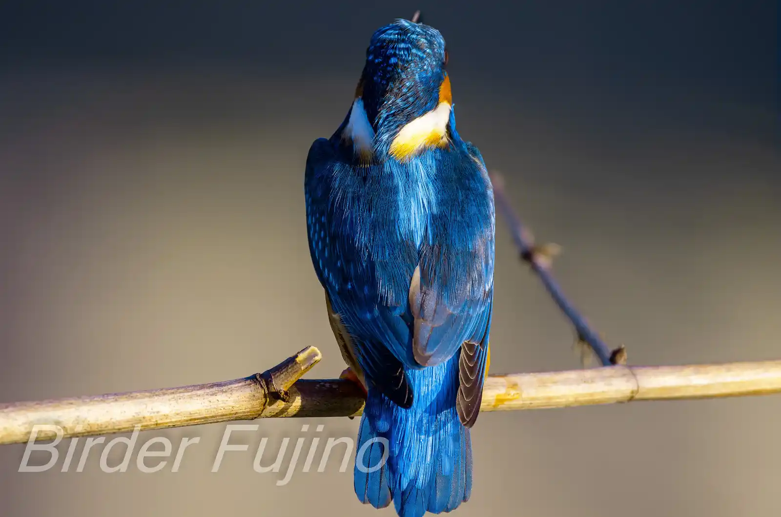 天体望遠鏡BORGで撮影した野鳥・カワセミの高解像写真画像