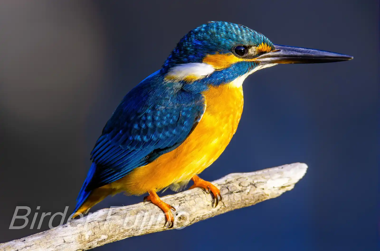 天体望遠鏡BORGで撮影した野鳥・カワセミの写真画像