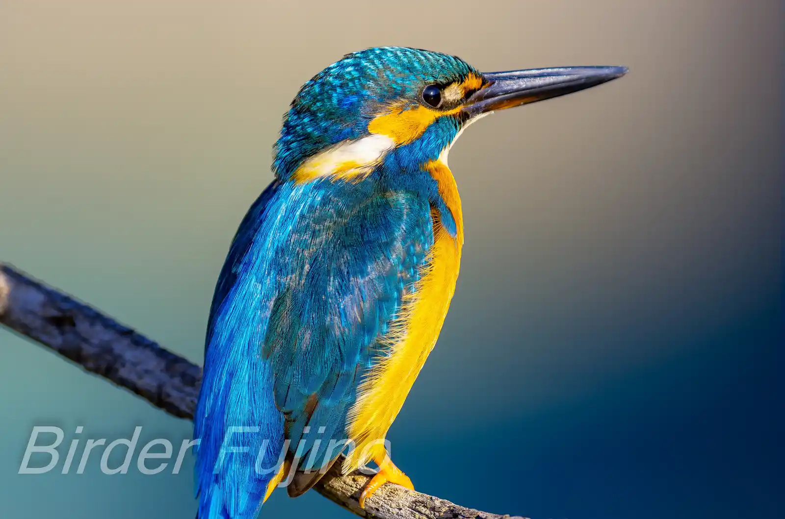 天体望遠鏡BORGで撮影した野鳥・カワセミの写真画像