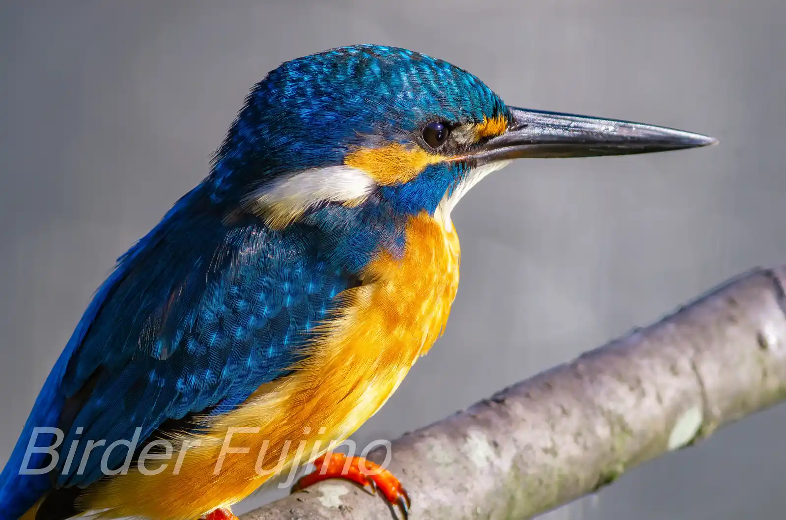 天体望遠鏡BORGで撮影した野鳥・カワセミの写真画像