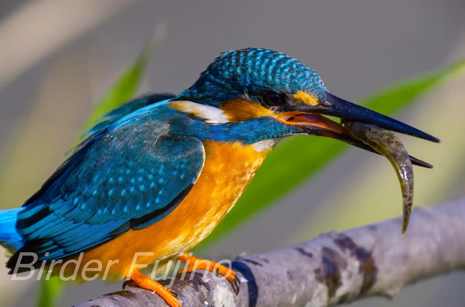 天体望遠鏡BORGで撮影した野鳥・カワセミの捕食シーンの写真画像