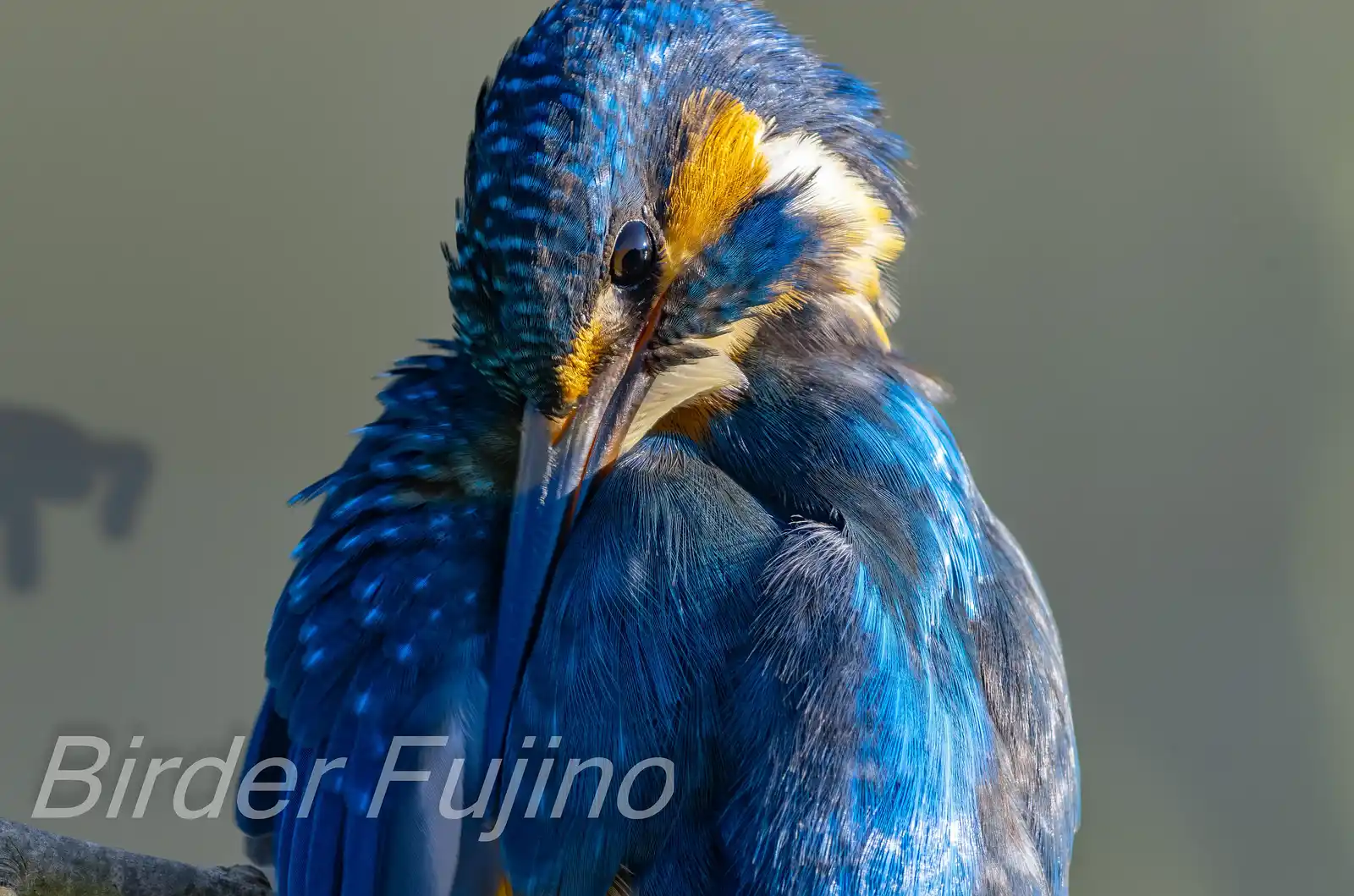 天体望遠鏡BORGで撮影した野鳥・カワセミのドアップ羽繕いの写真画像