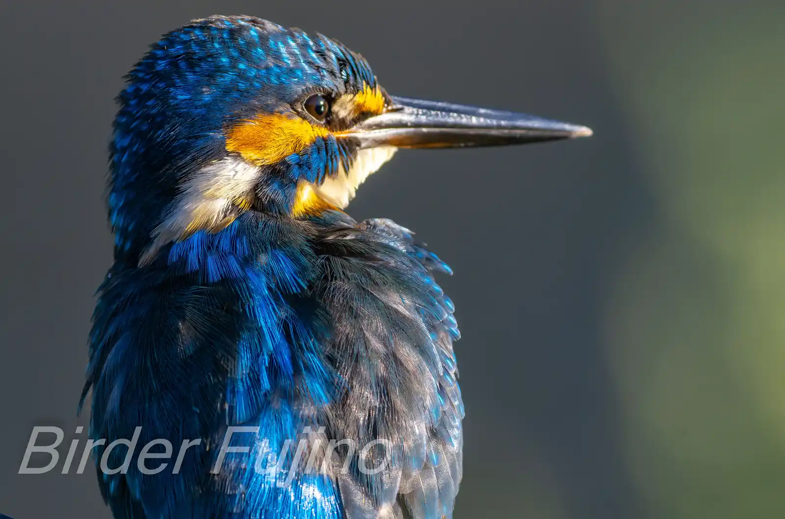 野鳥・カワセミのバストアップ高解像写真画像