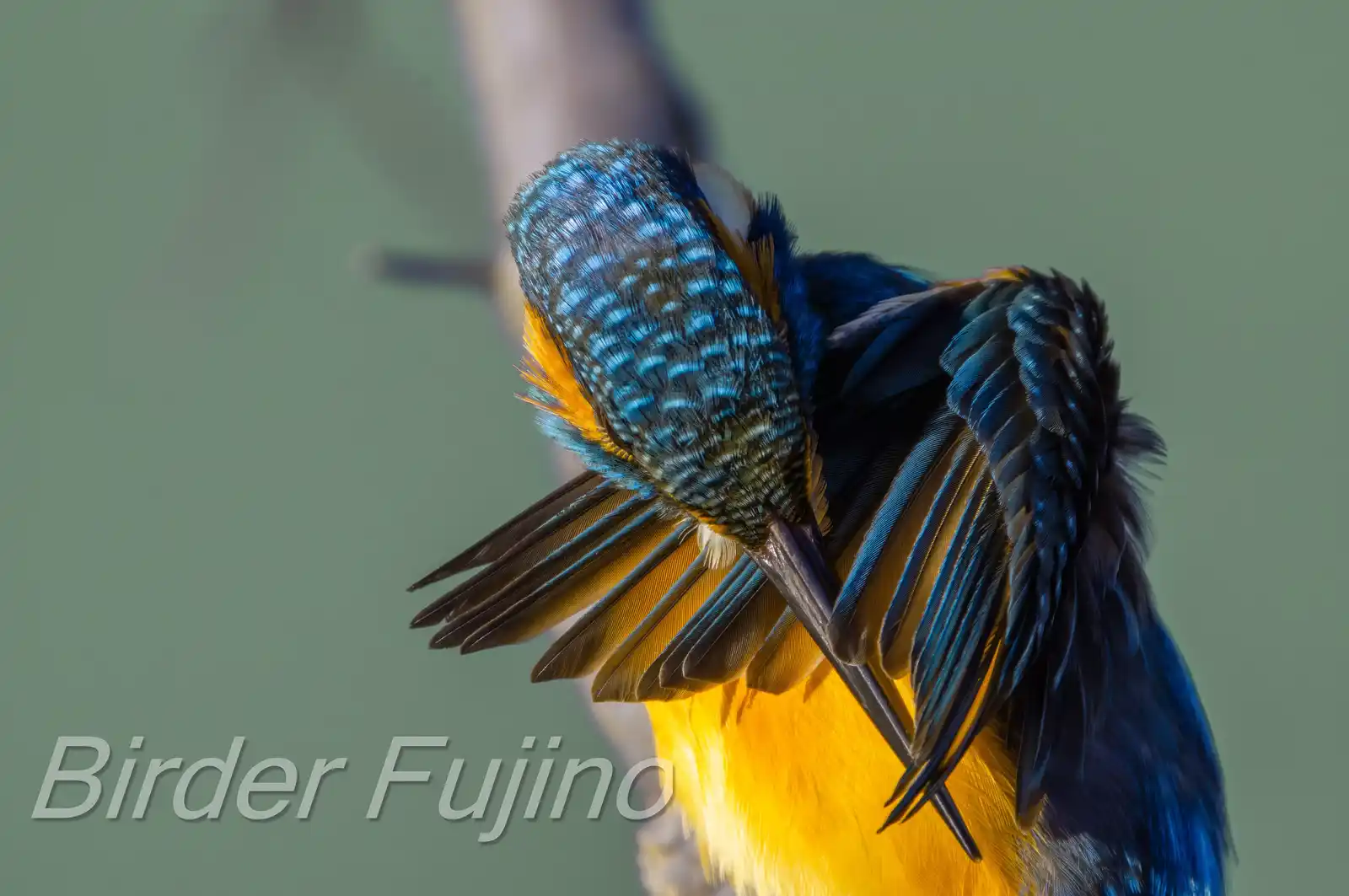 野鳥・カワセミのバストアップ高解像写真画像