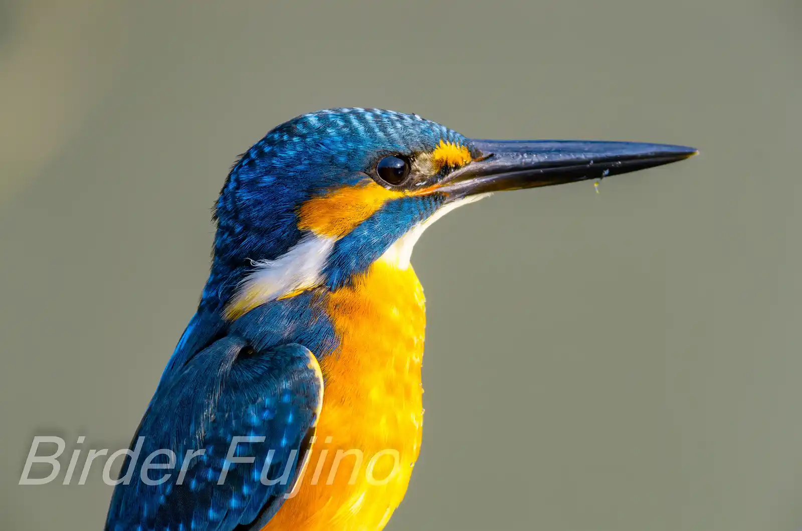 天体望遠鏡BORGで撮影した野鳥・カワセミの高解像写真画像