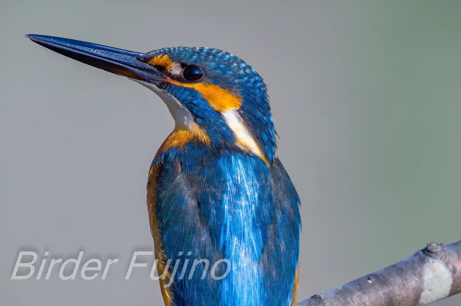 野鳥・カワセミのドアップ写真画像