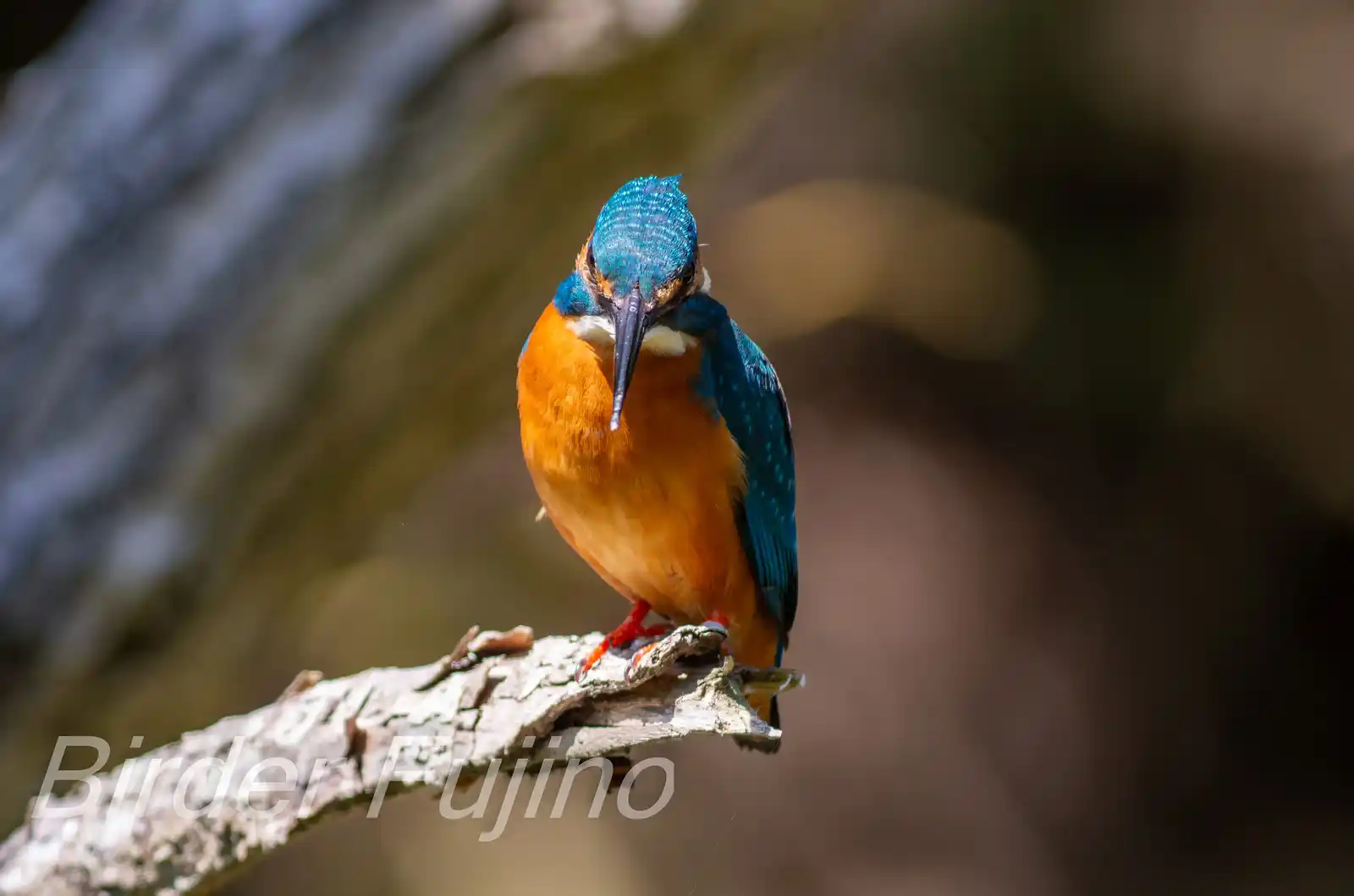 天体望遠鏡BORGで撮影した野鳥・カワセミのドアップ写真画像