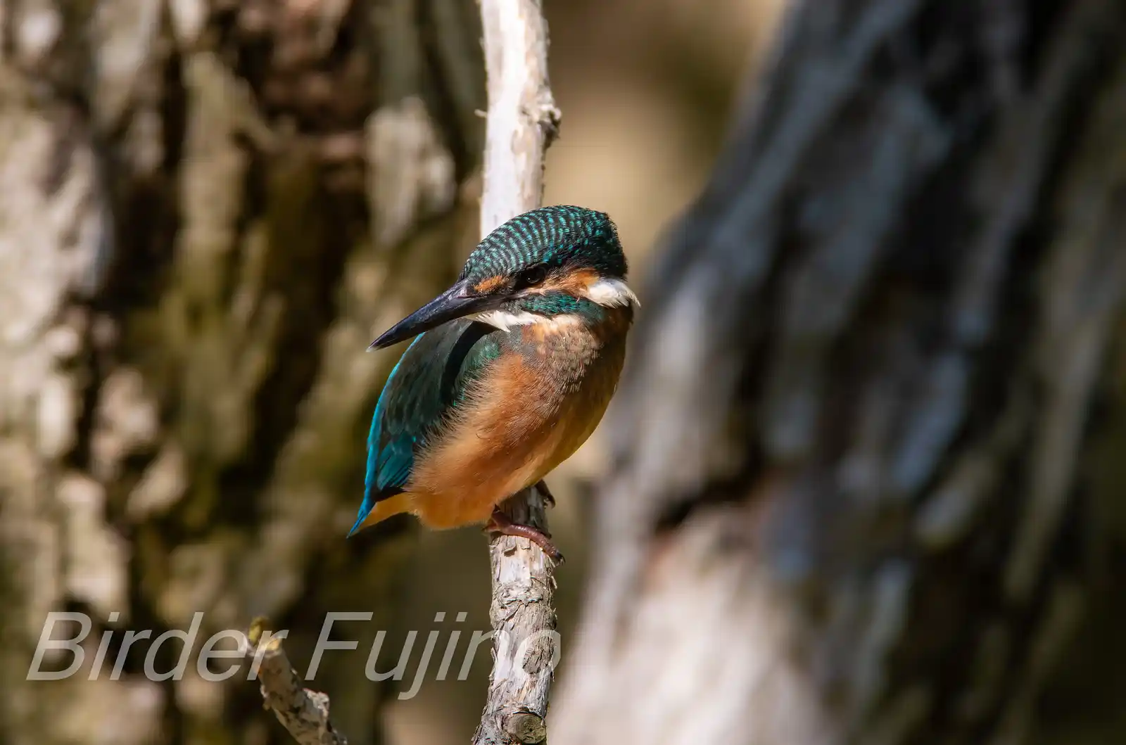 野鳥・カワセミ幼鳥の写真画像