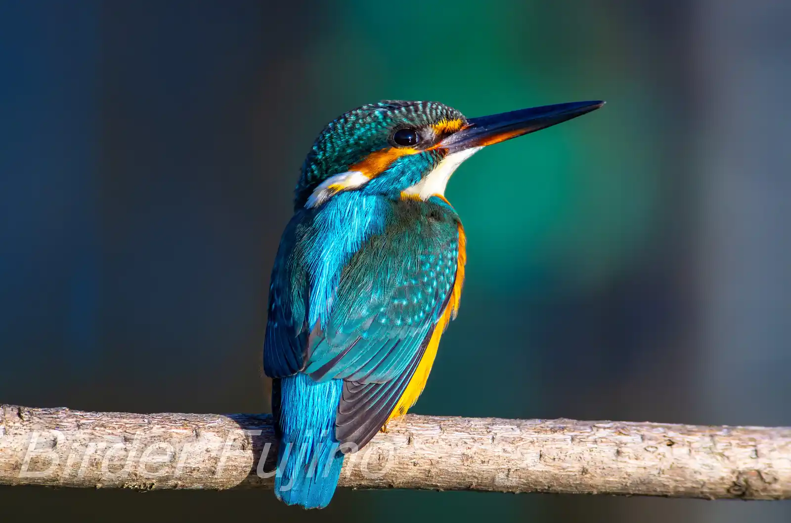 野鳥・カワセミの写真画像