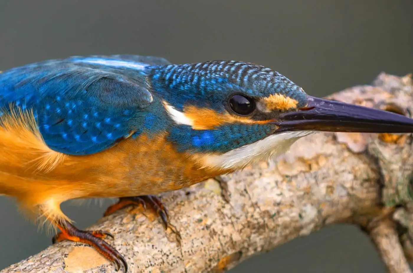 天体望遠鏡BORGで撮影した野鳥・カワセミの写真画像