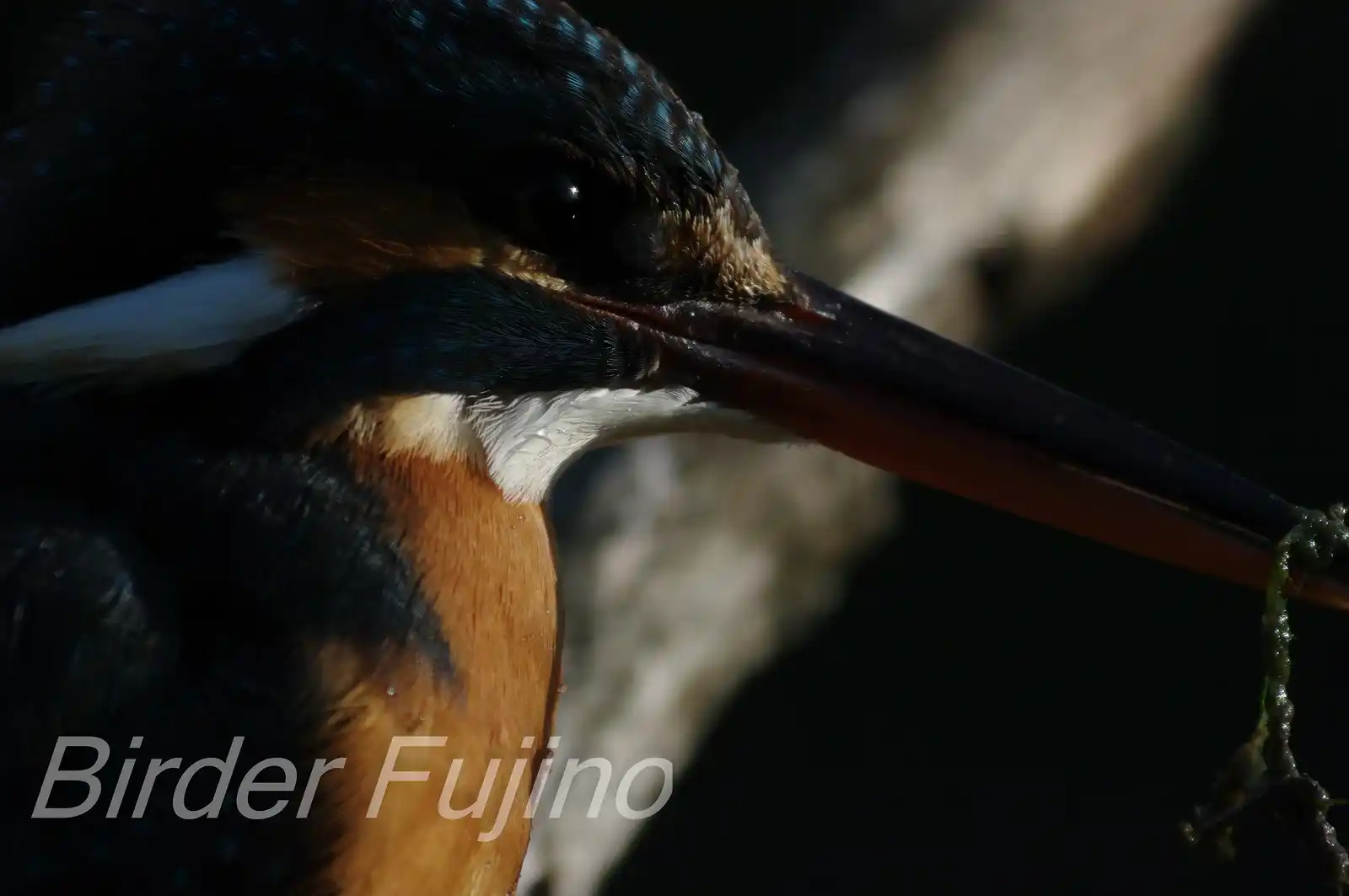 野鳥・カワセミの顎の白い羽毛の写真画像