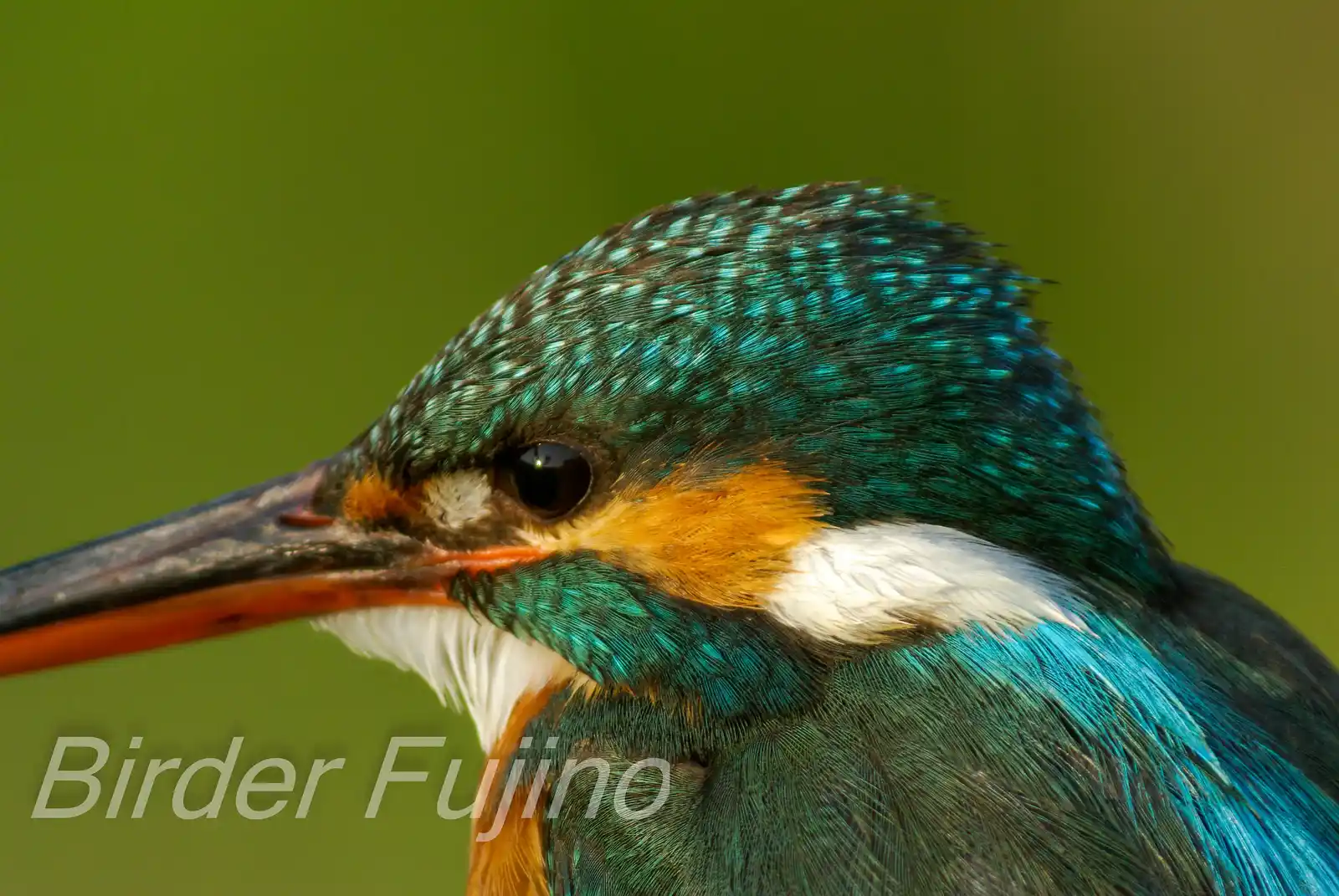 BORG125SDで撮影した野鳥・カワセミの写真画像