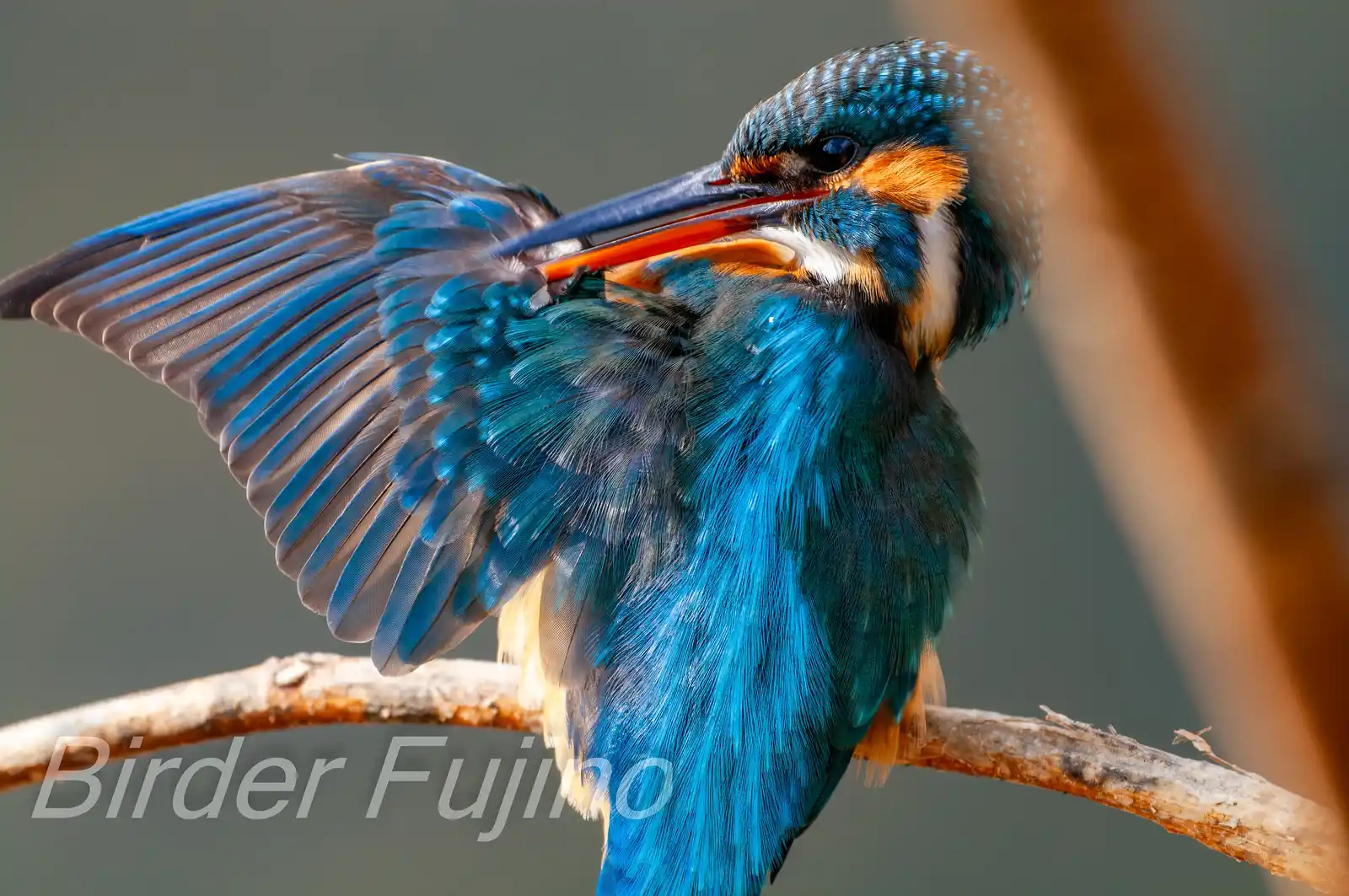 天体望遠鏡BORGで撮影した野鳥・カワセミの羽繕いの写真画像