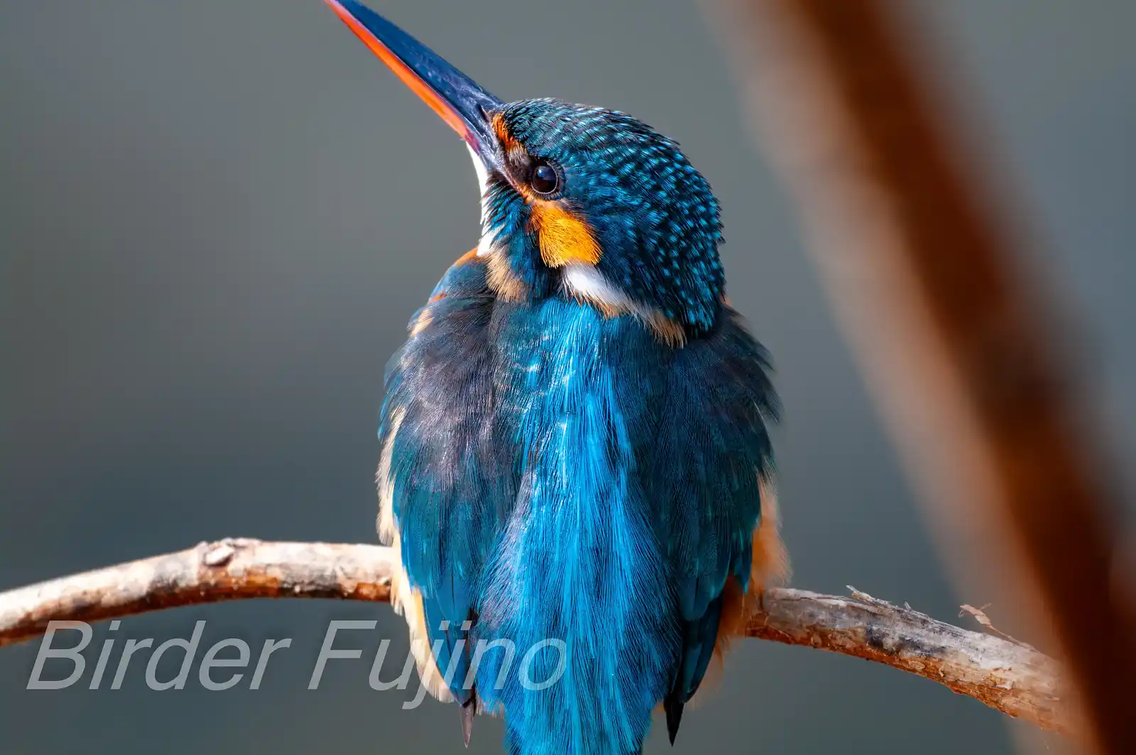 天体望遠鏡BORGで撮影した野鳥・カワセミの写真画像
