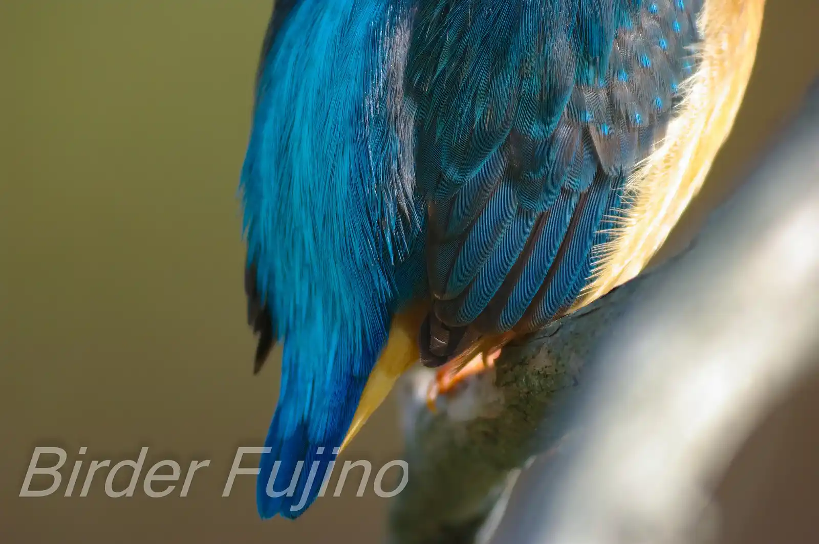 野鳥・カワセミの下半身の高解像写真画像
