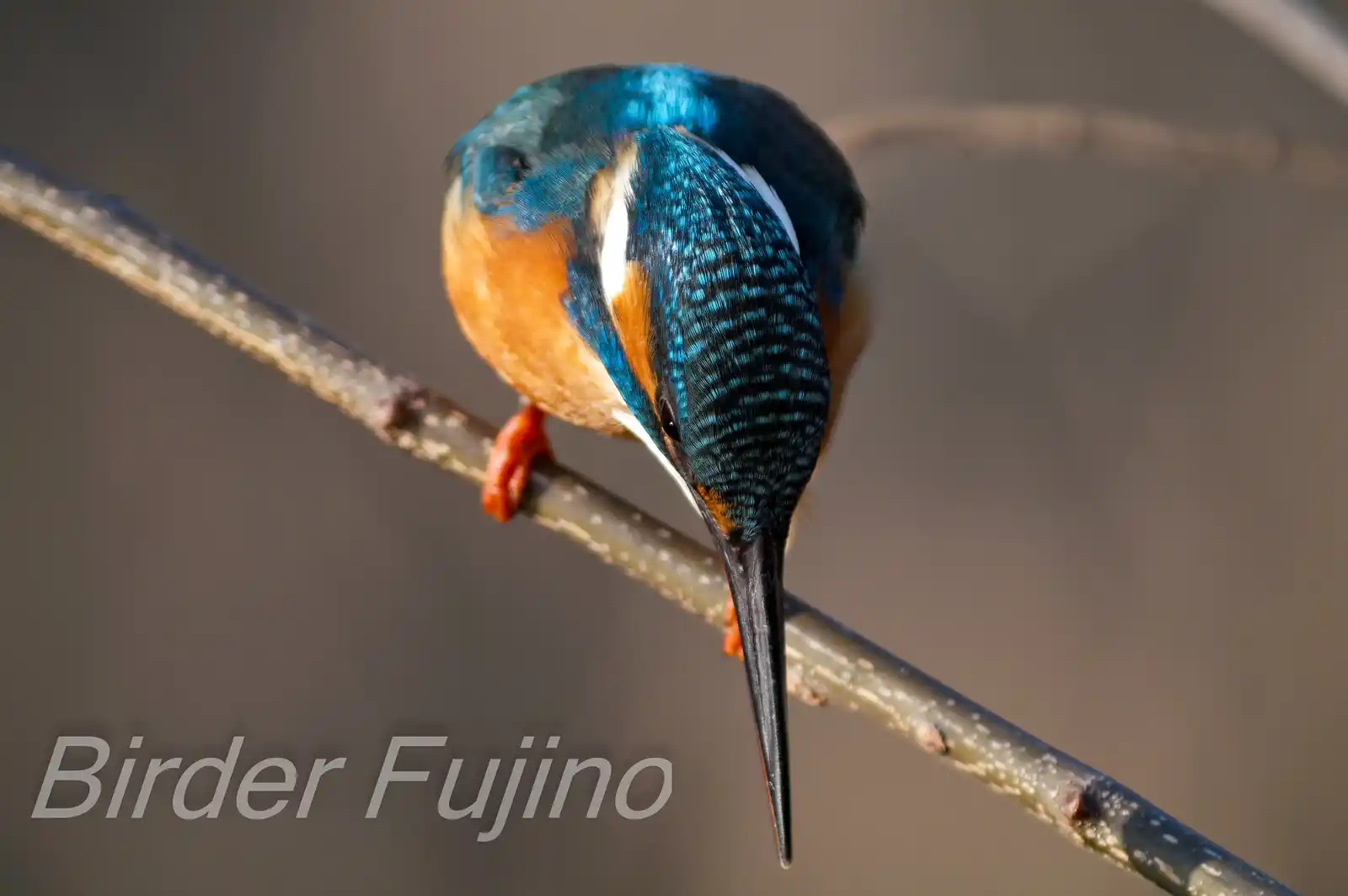 天体望遠鏡BORGで撮影した野鳥・カワセミの写真画像