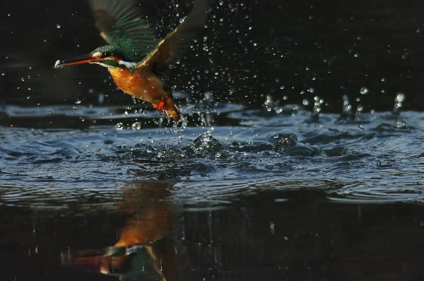 野鳥・カワセミの飛び込みシーン写真画像