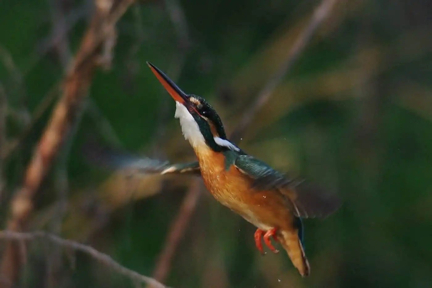 野鳥飛び込みシーン・カワセミのダイブ写真画像