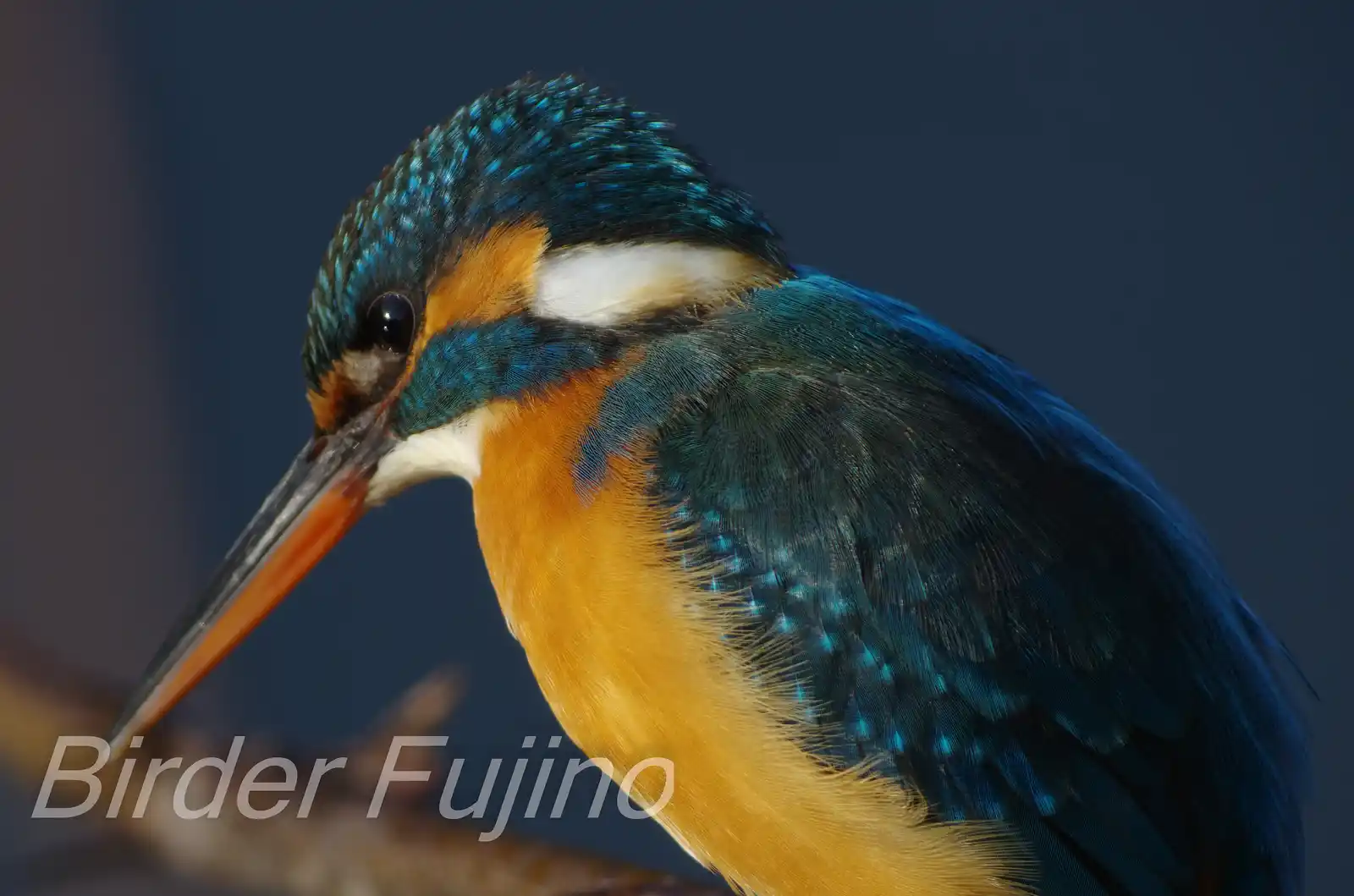 天体望遠鏡BORGで撮影した野鳥・カワセミの高解像ドアップ写真画像